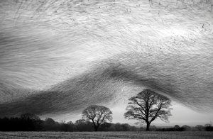 Starling birds cloud