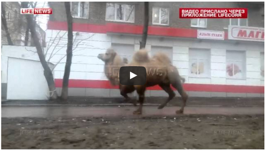 Tiervideo Kamel und Bär