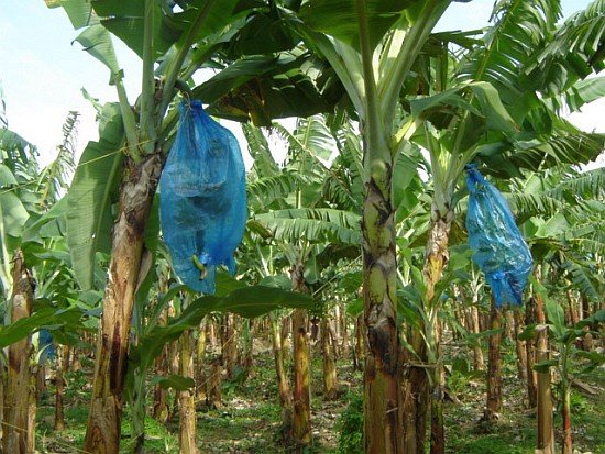 bananenplantage kolumbien