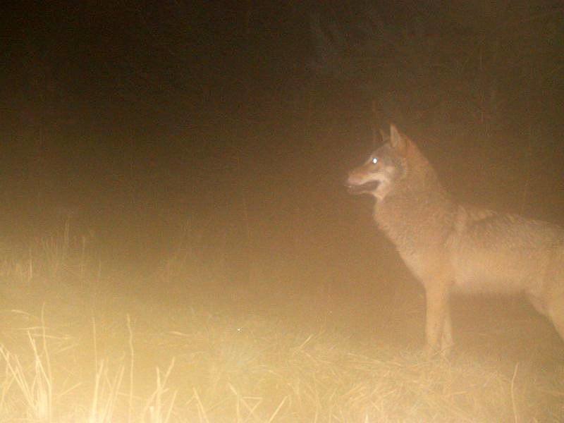 wolf in hessen