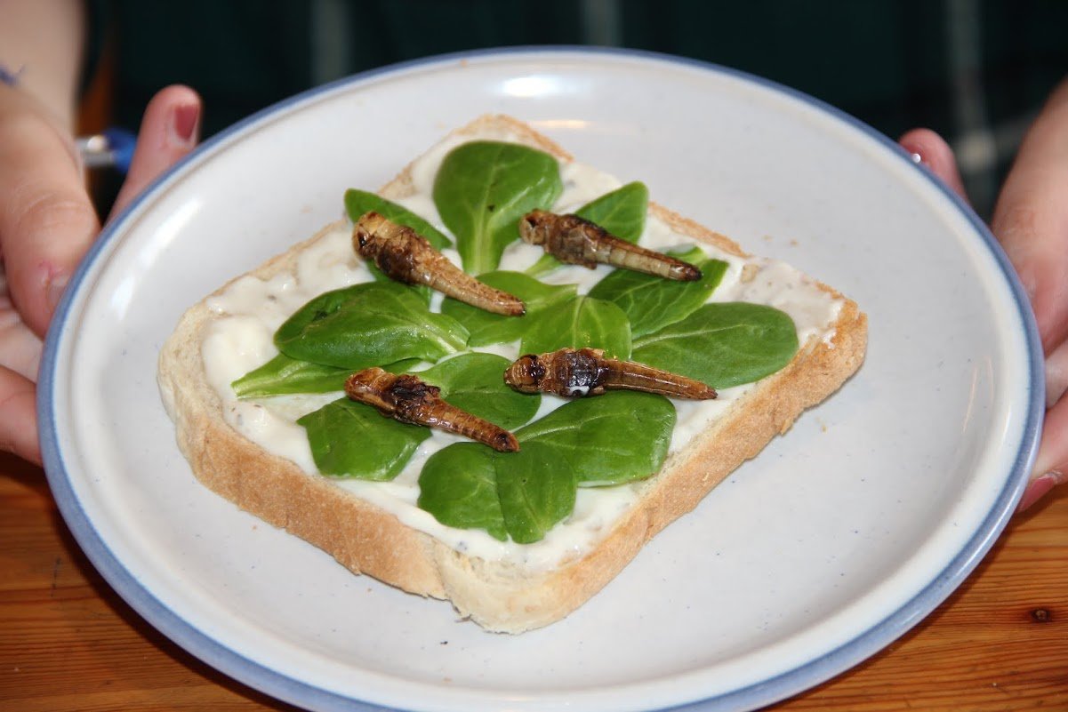 Klicken um zu vergrößern Insektengericht,KOchen mit Insekten