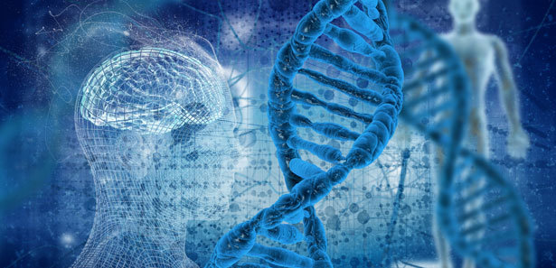 Genetik, DNA, menschliche DNS