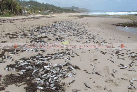 Some of the hundreds of jacks on the beach at Cattlewash, St Joseph. 