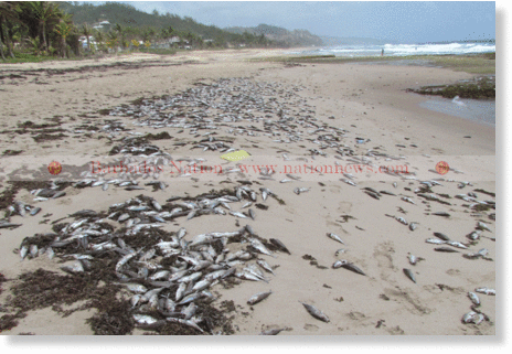 Some of the hundreds of jacks on the beach at Cattlewash, St Joseph. 
