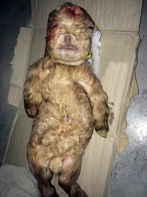 The strange-looking baby has been handed over to the Veterinary Services Department for investigation 