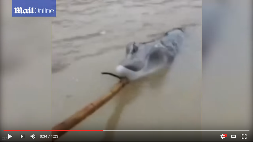China seltsam Krokodil Delfin 