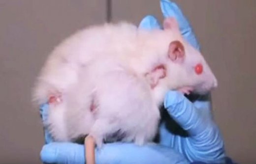 Ratten Folgen GMO Futter Glyphosat