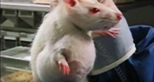 Folgen Ratten GMO Futter Glyphosat