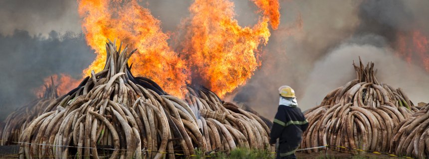Kenia burning ivory