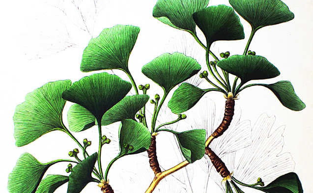 Ginkgo Biloba