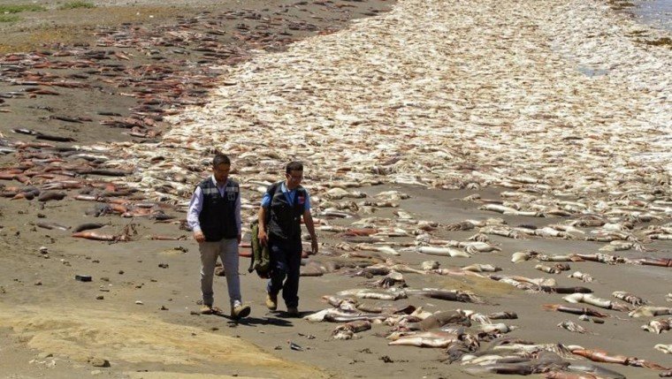 Fischsterben Chile, Sterben Riesenkalmare