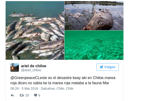 Toter Lachs Chile