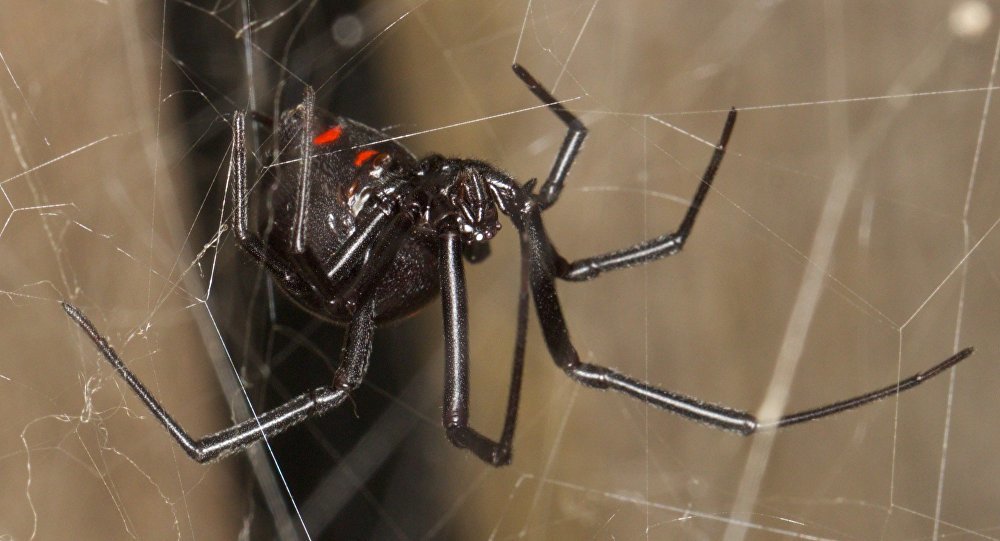 Spinne, schwarze Witwe