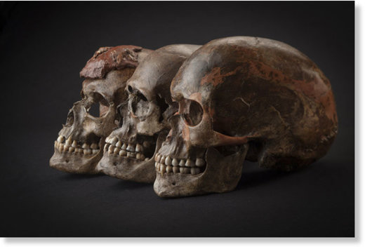 Drei ca. 31.000 Jahre alte Schädel aus DolniVěstonice im heutigen Tschechien