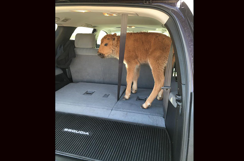 yellowstone_bison_calf