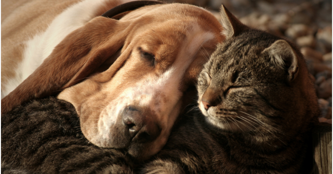 Hund und KAtze kuscheln schlafen