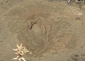 Footprint Human 11,000 years ago, Menschliche Fußspuren von vor 11.000 Jahren 