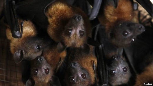 gray headed flying foxes