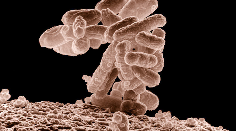 bacteria,Bakterium,Bakterien