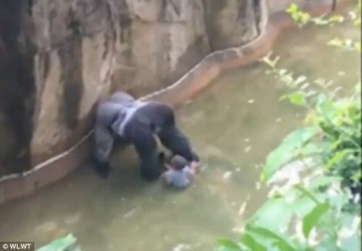 gorilla gehege