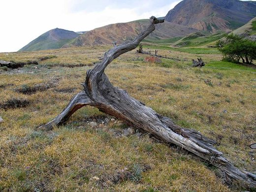 alte Baum im Altai-Gebirge