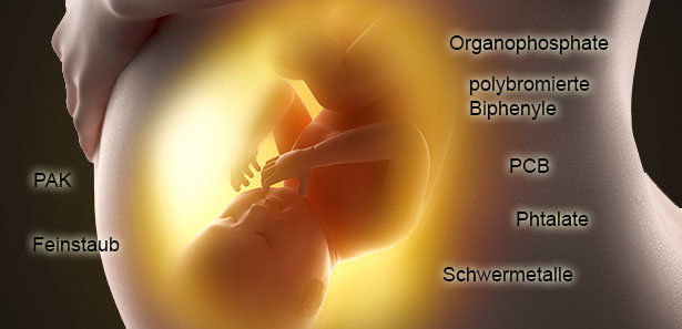 Im Mutterleib sind Ungeborene bereits unzähligen Umweltgiften ausgesetzt - mit Folgen für ihre Hirnentwicklung.