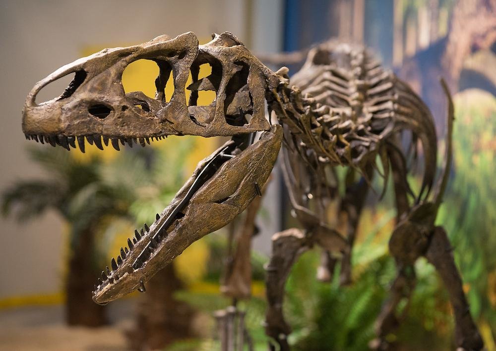 Dinosauerier-Skelett,Allosaurus Skelett