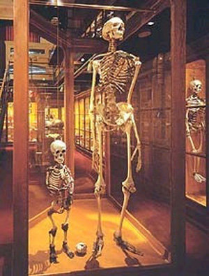 Ausstellung Riesenskelett,Museum Skelett