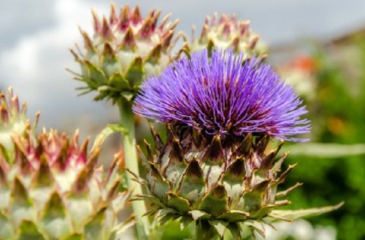 Mariendistel Krebs