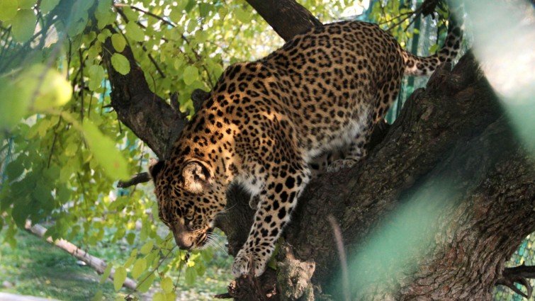 Leopard Nationalpark Indien