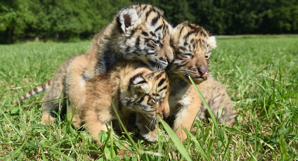 Babytiger,Tigerjungen