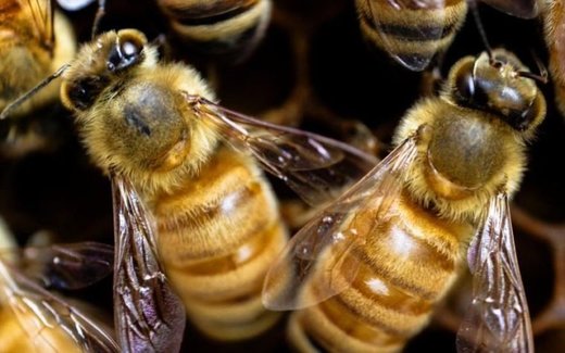 Bienen