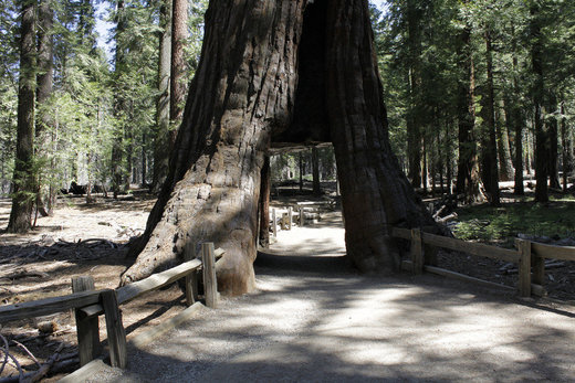 Yosemite Nationalpark Paulides Forschung