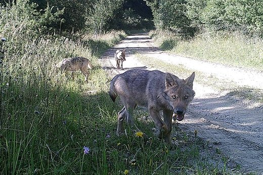 Erste Wolfsfamilie seit über 100 Jahren in Österreich gesichtet