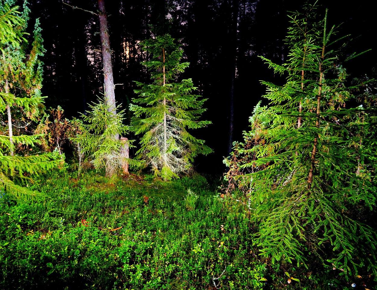 wald