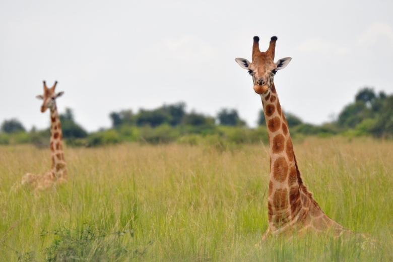 Nubische Giraffen Uganda