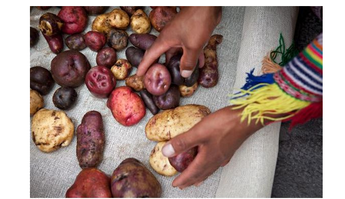 Peru Kartoffeln