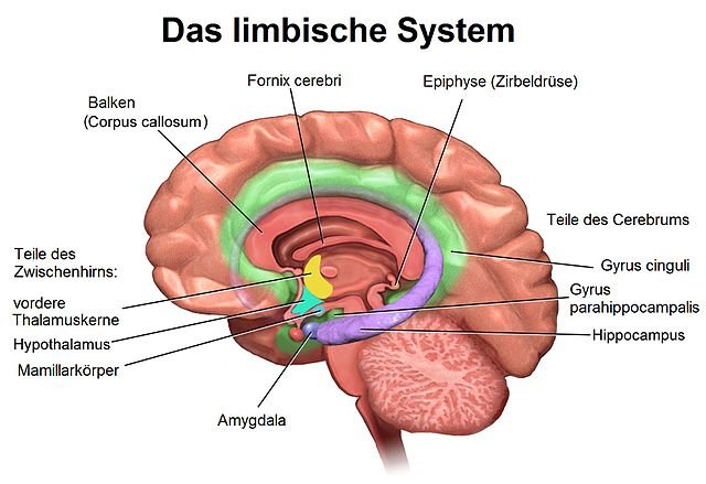 das limbische system, gehirn limbisches system
