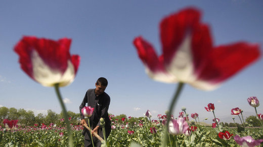Opiumanbau Afghanistan, Schlafmohn Afghanistan