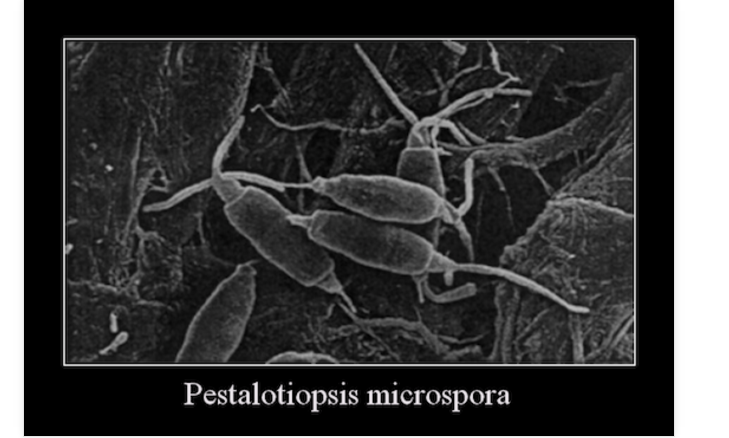 Plastikfungus, plastikfressender Pilz, Pestalotiopsis microspora