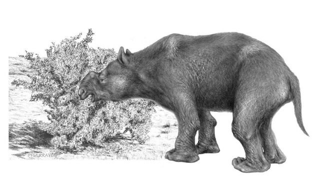 Diprotodon, ausgestorbenes Urtier Australien,Urtier Beuteltier