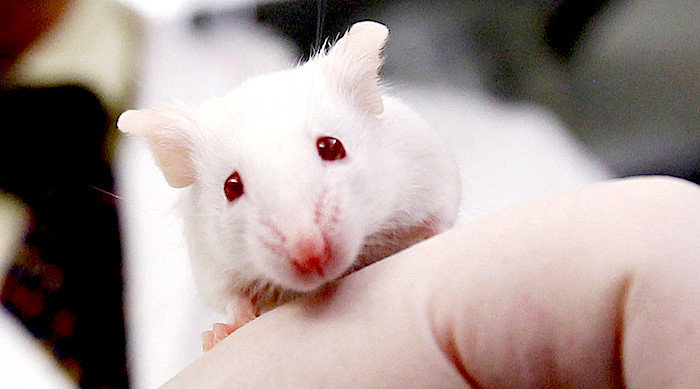 mouse, maus symbolbild
