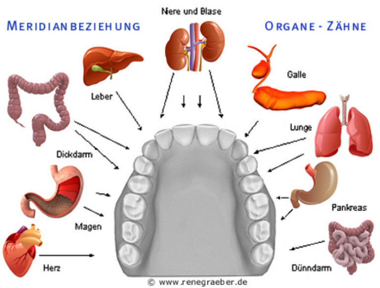 Bezihung Zähne und Organe nach Meridianen