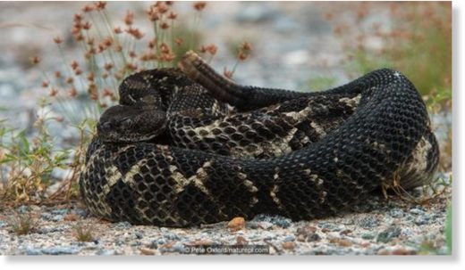 Timber rattlesnakes (Crotalus horridus) can be black