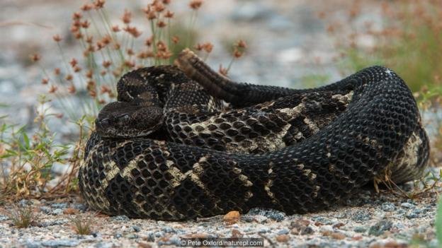Timber rattlesnakes (Crotalus horridus) can be black