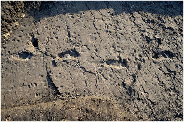 antike Fußabdrücke Tansania
