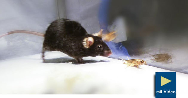 Killerinstinkt Mäuse