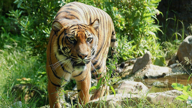 tiger tigre 