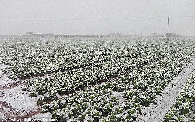 Poking out of the rock-hard ground and covered in snow, these Spanish vegetables haven't made it to our supermarket shelves 