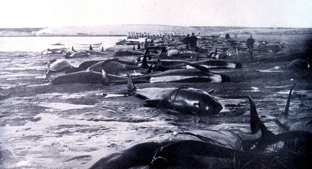 Massenstrandung von Pilotwalen 1902 am Strand von Cape Cod